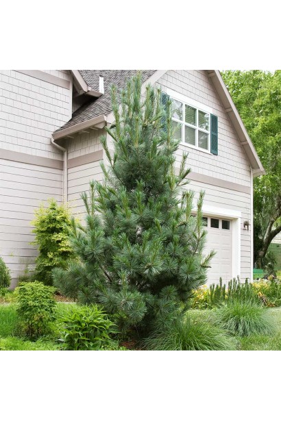 Сосна Вандервулф Пірамід зона